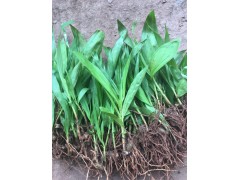 云南昆明白芨種苗市場報(bào)價_白芨種苗報(bào)價表(市場分析)圖2