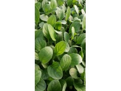 非洲菊系列-太陽(yáng)種苗基地云南大非洲菊種植基地圖2