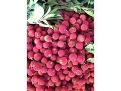 富民楊梅_楊梅種植銷售(采)購信息087164183683圖1