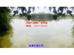 紅河彌勒市80畝漁塘優(yōu)轉(zhuǎn)——估計產(chǎn)值達20噸，接手即有收益圖1
