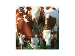 供應(yīng)西門塔爾牛 夏洛萊牛 利木贊牛 種牛圖1