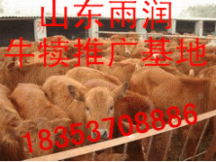 山東特價牛犢種羊驢駒圖1