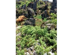 紅骨羊圖片_文山紅骨羊養(yǎng)殖基地_紅骨羊供應(yīng)廠/商家圖2
