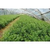昆明綠化種苗價格報價表%高4米,數量2萬株,價格50元/株