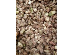 云南白根%地螺絲*白雞娃、羊角七種植技術(shù)/白芨多少一公斤?圖1