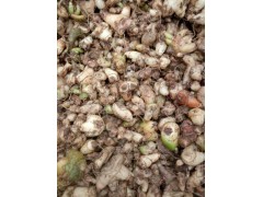 云南白根%地螺絲*白雞娃、羊角七種植技術(shù)/白芨多少一公斤?圖2