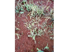 獨定子種植用藥除草*用什么除草劑?獨定子專用除草劑價格@13987124018圖1