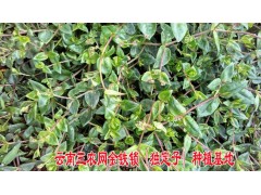 快遞金鐵鎖除草劑[獨定子苗后專用除草劑]供應(yīng)^云南金鐵鎖除草劑銷售電話13987124018圖3