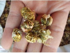 鐵皮石斛 鮮條 楓斗 烤條 超微粉粉 云南軟腳鐵皮石斛圖1