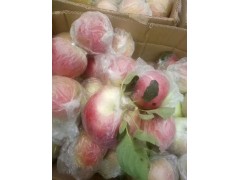 山東煙臺 蘋果批發(fā)價格圖1