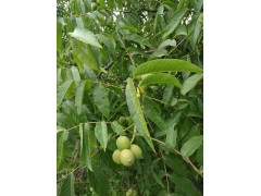 漾濞核桃苗,紅河云新核桃苗三臺(tái)核桃苗報(bào)價(jià)|漾濞核桃苗圖1