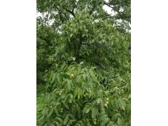 漾濞核桃苗,紅河云新核桃苗三臺(tái)核桃苗報(bào)價(jià)|漾濞核桃苗圖3