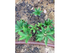 重樓種植技術(shù)*重樓*云南重樓的市場(chǎng)價(jià)格 *滇重樓圖片（參數(shù)）圖1