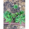 重樓種植技術(shù)*重樓*云南重樓的市場價格 *滇重樓圖片（參數(shù)）