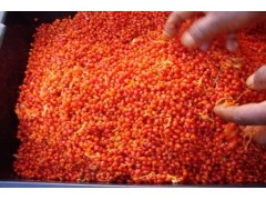 重樓種植技術(shù)*重樓*云南重樓的市場(chǎng)價(jià)格 *滇重樓圖片（參數(shù)）圖3