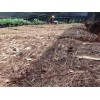 重樓市場價*重樓多少錢一公斤？重樓種植技術(shù)