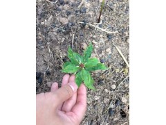 重樓市場(chǎng)價(jià)*重樓多少錢一公斤？重樓種植技術(shù)圖3