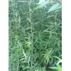會澤旺順苗木合作社苗圃樹苗供應(yīng)信息：087164155848