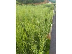 老人癸樹苗|竹柳基地價格*老人癸樹苗|竹柳培育種植技術(shù)圖3
