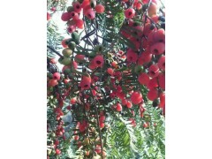 |2016紅豆杉地袋苗種植%紅豆杉地袋苗種植圖1