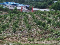 軟籽石榴的藥用價值13577231933圖1