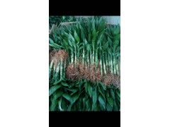 如何辨別&富貴竹和觀音竹*海南荷花竹富貴竹圖2