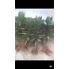 哪里可以購買到&低價優(yōu)質(zhì)%荷花竹