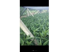 哪里可以購買到&低價(jià)優(yōu)質(zhì)%荷花竹圖2
