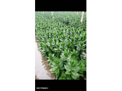 哪里可以購買到&低價(jià)優(yōu)質(zhì)%荷花竹圖3