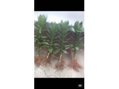 富貴竹又名萬壽竹|富貴竹報價\低價富貴竹\成都富貴竹批發(fā)圖2