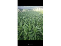 富貴竹又名萬壽竹|富貴竹報價\低價富貴竹\成都富貴竹批發(fā)圖3