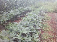 小草烏種植基地信息/黃秋葵價格圖1