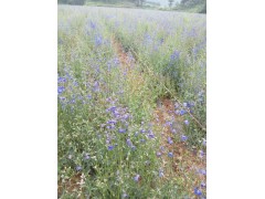 2016小草烏*小草烏種子批發(fā)價(jià)格*云南小草烏基地圖片圖1