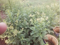 云南大黑洋參*宣威小草烏丹參\黃秋葵\中藥材種植基地圖1
