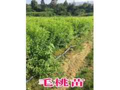 鐵核桃苗（營養(yǎng)袋苗）/鐵核桃苗樹苗供應(yīng)銷售圖1