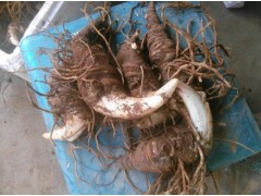 云南適合種植重樓的地方?到哪里可以買到低的重樓苗圖1