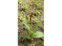 白芨苗、燈盞花和珠子參等藥材種苗白芨圖2
