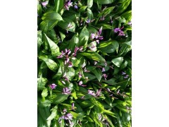 白芨苗、燈盞花和珠子參等藥材種苗白芨圖3