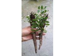 紅河彌勒市獨定子什么價格/種植戶彌勒藥材種植基地圖2