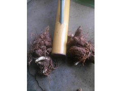 紅河彌勒重樓批發(fā)價(jià)格/重樓苗批發(fā)廠家圖3