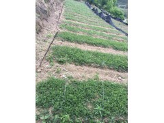 紅河彌勒免費技術(shù)指導(dǎo)/獨定子種植戶圖1