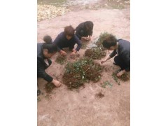 彌勒市正規(guī)專業(yè)重樓種植戶/ 重樓、白芨、燈盞花、朱子參批發(fā)圖3