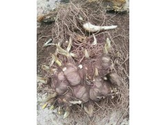 彌勒市正規(guī)專業(yè)重樓種植戶/ 重樓、白芨、燈盞花、朱子參批發(fā)圖2