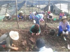 彌勒市正規(guī)專業(yè)重樓種植戶/ 重樓、白芨、燈盞花、朱子參批發(fā)圖1