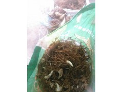 紅河彌勒市/紅河/開(kāi)遠(yuǎn)重樓低價(jià)批發(fā),歡迎選購(gòu)種植圖3