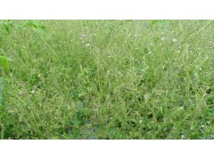 紅河獨(dú)定子/紅河金鐵鎖批發(fā)_彌勒市藥材種植基地圖3