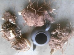 紅河重樓種植技術(shù)/燈臺(tái)七、鐵燈臺(tái)、彌勒批發(fā)價(jià)格圖2