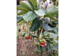 云南紅河彌勒重樓種植技術(shù)指導(dǎo)/紅河彌勒重樓基地供應(yīng)種苗圖3