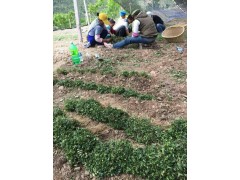 紅河彌勒金鐵鎖種植基地/免費提供種植技術/彌勒獨定子圖1