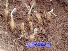 獨(dú)定子圖片/金鐵鎖中藥材基地直銷(xiāo)種子圖2